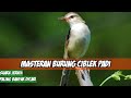 Masteran Burung Ciblek Padi