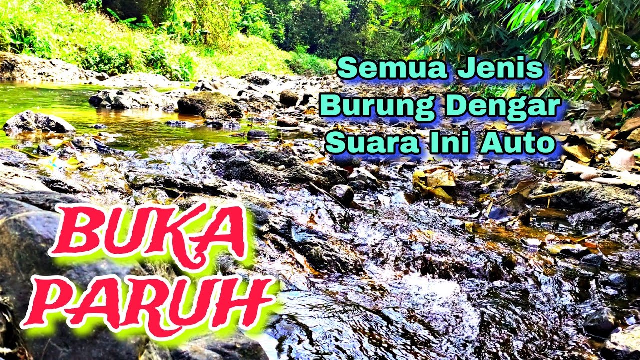 Semua Jenis Burung Pasti Cepat Buka Paruh, Suara Air Terapi Burung, Suara Hutan Alam Bebas