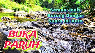 Semua Jenis Burung Pasti Cepat Buka Paruh, Suara Air Terapi Burung, Suara Hutan Alam Bebas