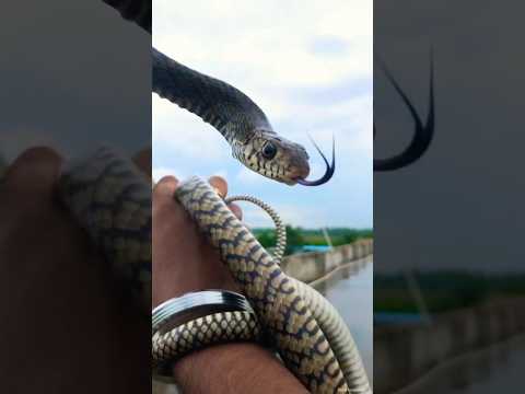 Rat snake amazing facts (Dhaman snake) #dhaman #ratsnake #facts