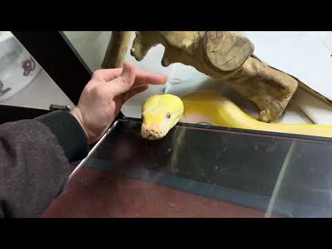 Developing a routine and trust with Reticulated Python