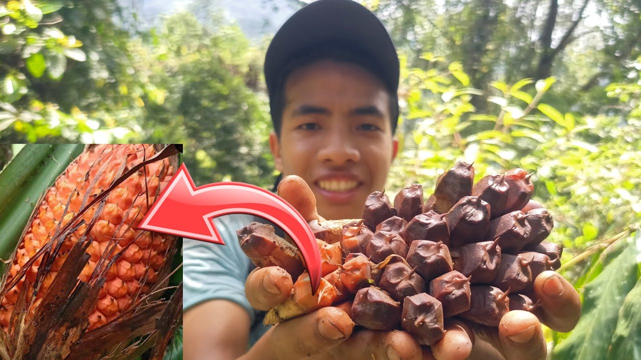 Eating Pine Fruit Seeds Tastes Like Coconut !!!