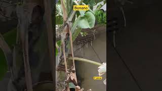 Banana Fruit In Backyard Garden| P johnsi #shorts  #banana #bananafruit