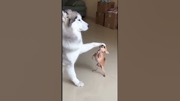 Level 99 Boss vs. Level 1 Noob: The Head Press of Destiny