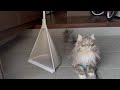 玄関から外の風を感じる猫 サイベリアンA cat sensing the outside world from the front door. Siberian