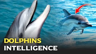 Dolphins intelligence and social behavior| Animals | Dolphin