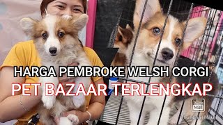 Cek Harga Anjing Pembroke Welsh Corgi Di Pet Bazaar