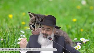 מיאוווו חתולה....זוכרים את הפחי אשפה של פעם ??? שיעור פצצה לחיים !!!