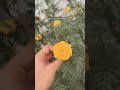 Nani ghr 🌻🫶🏻 #ytshorts #shorts #youtubeshorts #trending #summer #minivlog #dailyvlog #viral