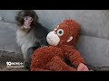 Two Arrested Over Alleged ‘Punch the Monkey’ Zoo Break In | 10 News+