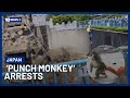 Two Arrested Over Alleged ‘Punch the Monkey’ Zoo Break In | 10 News+