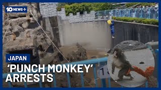 Two Arrested Over Alleged ‘Punch the Monkey’ Zoo Break In | 10 News+