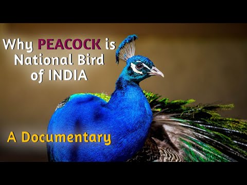 National bird Pecock added a new photo. - National bird Pecock