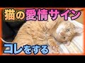😻猫の心がわかる♥️愛らしい信頼サイン15選