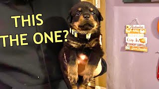 Choosing our Rottweiler puppy! Which one? |97 by AllthingsRocco 21,215 views 2 years ago 8 minutes, 8 seconds