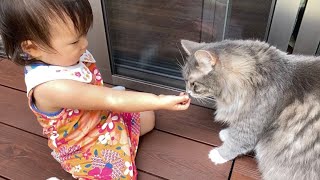 パンケーキに入っていた苦手な具材だけ娘から貰える猫　ラガマフィン　A cat that gets only food that her daughter dislikes