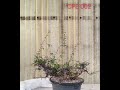 AHEAD Thailand Commiphora sp. Eyl (Somalia): The Dramatic "Climbing" Caudex (Specimen CPE 002)