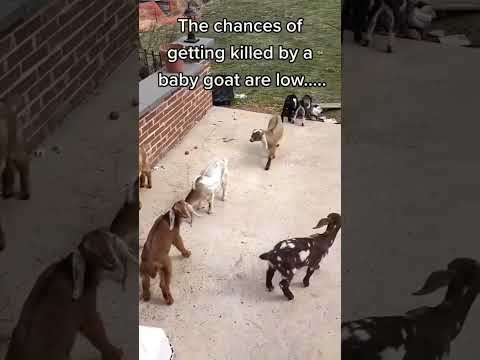 Goat killer #goat #fannyvideo #shortvideo #love #memes #baby #kill