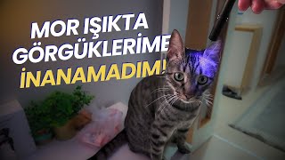 GÖRDÜKLERİME İNANAMADIM 😱 (Kedilerimin Vücutlarına Mor Işıkla Baktım) by VOLİPET - Ali Aktas 3,238 views 2 months ago 10 minutes, 28 seconds