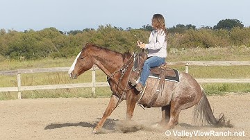 Cougars Royalty***For info, price, etc., go to our website*** ValleyViewRanch.net
