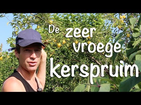 Video: Wat Is Kersenpruim?