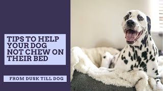Tips to Help Your Dog Not Chew on Their Bed
