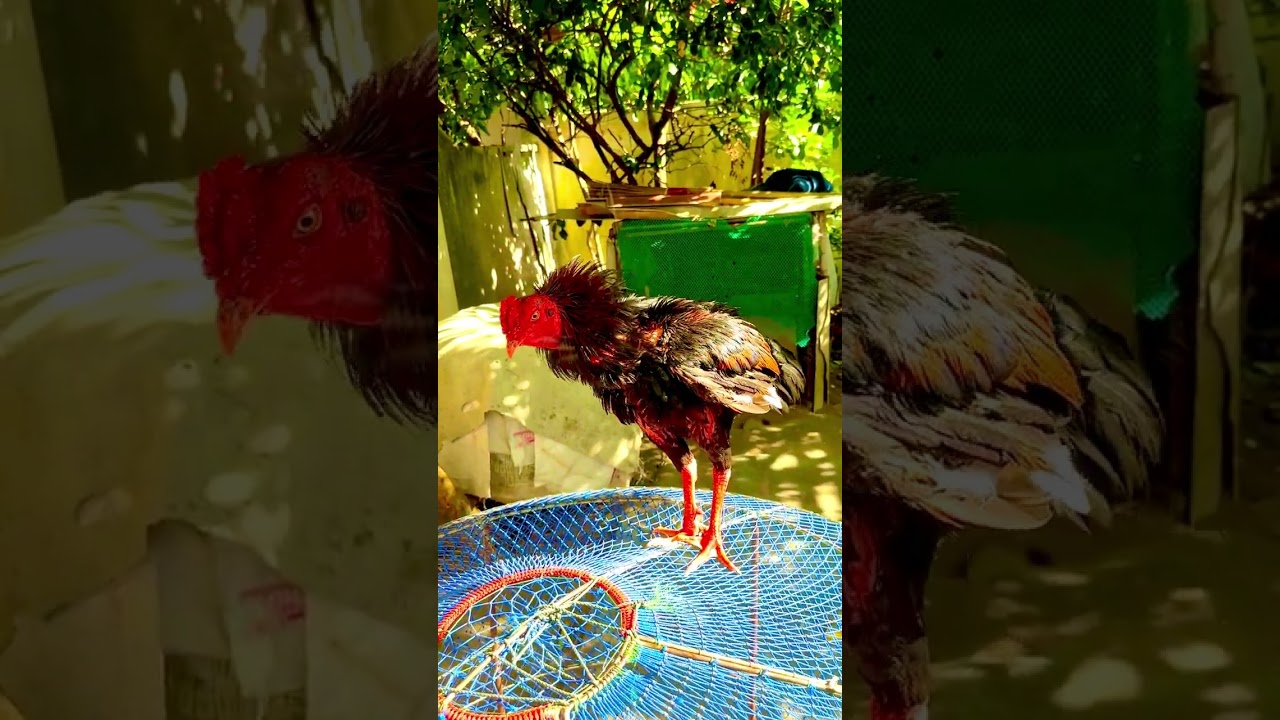 มาดูเจ้าไฟท์เตอร์ไก่ชนพม่าในดงไก่เชิงตัวแรกนำเข้าในรอบ10ปีครับเสาร์อาทิตย์นี้พร้อม