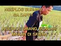 NGEPLOG BURUNG GA DAPET,, NGEPLOG ORANG NYARI MAKAN DI SWAH