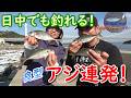 岡山アジ回遊中?!　しまなみ団さんとコラボしたら良型アジ連発！