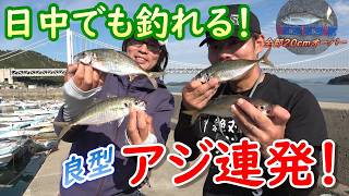 岡山アジ回遊中?!　しまなみ団さんとコラボしたら良型アジ連発！