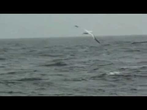 Olomana - Like a Sea Bird in the Wind
