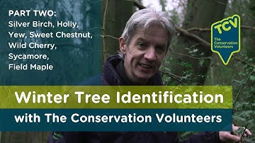 Winter Tree Identification (Part 2)