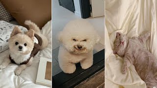 Funniest Cats And Dogs Videos 😍| Try Not To Laugh #33