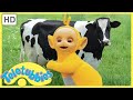 Milking Cows - Teletubbies English Full Episodes (S06E136)