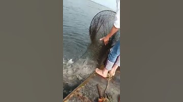 Câu cá nông thôn châu Á tuyệt vời 🐟 Kỹ thuật câu cá tốt nhất 🐟 #shorts