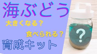 海ぶどう 育成キット 作ってみました How To Make A Sea Grape Kit Youtube