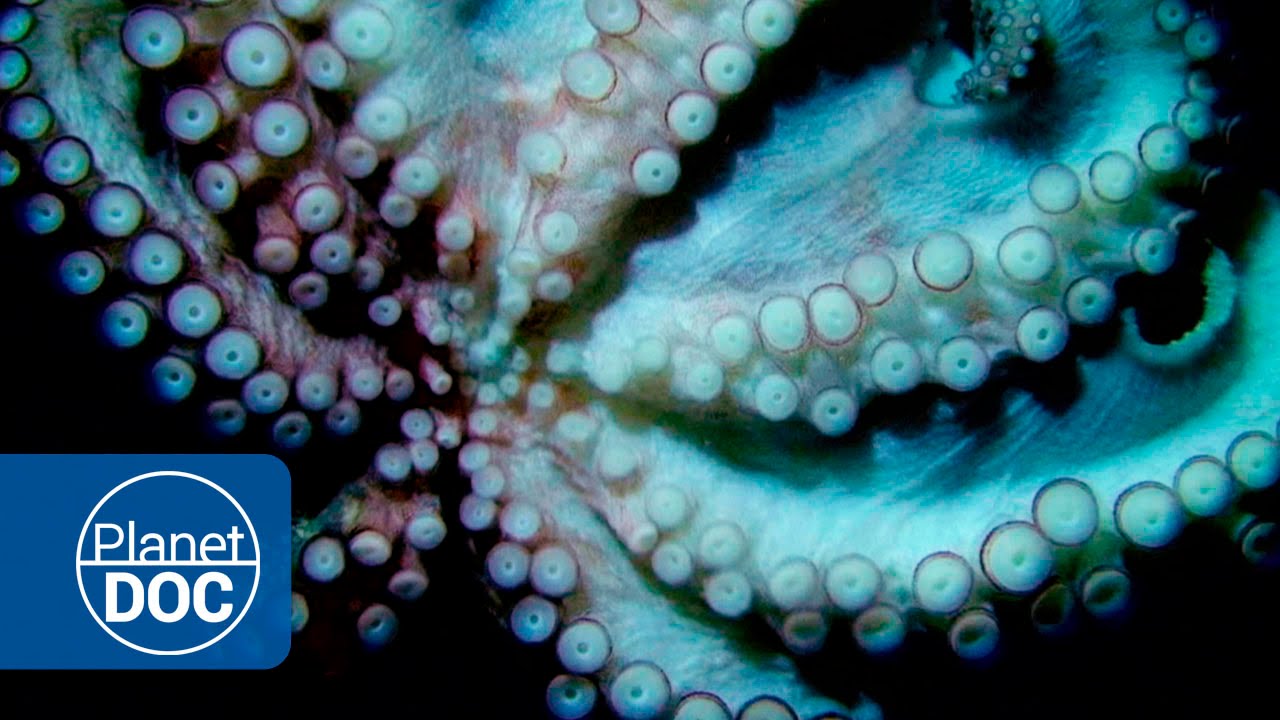 Film backdrop image for Octopus Facts - Nocturnal Hunter (2015)