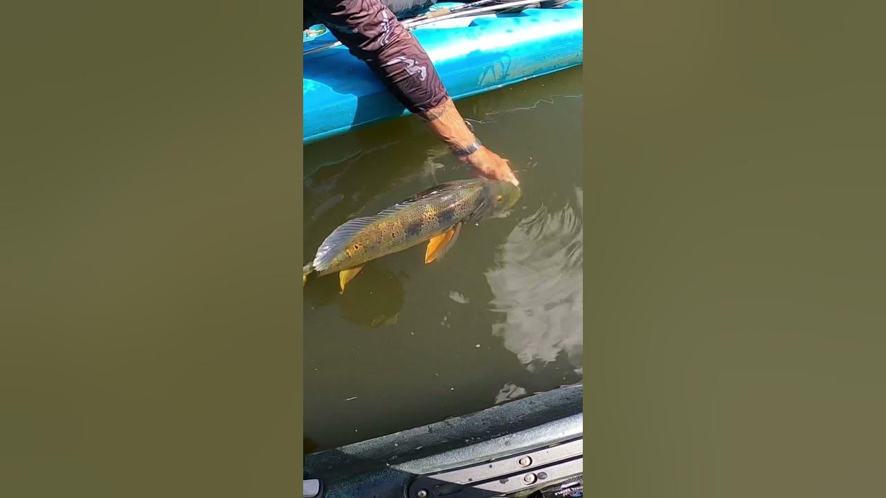 Tucunare Gigante!/Pesca en Puerto Rico 🎣/Aproximadamente 5 libras