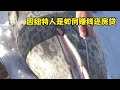 現代因紐特人精心偽裝偷襲海豹,用海豹皮換取現金償還房貸 #因纽特 #海豹 #狩猎 #伪装 #还贷 #原生态