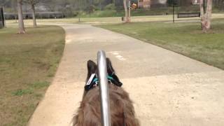 Norman the Scooter Dog -  Driving by Scooter Dog 7,523 views 10 years ago 24 seconds