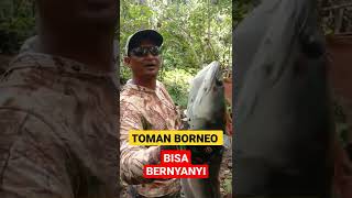 Download Lagu HAP HAP HAP SUARA TOMAN BORNEO MP3