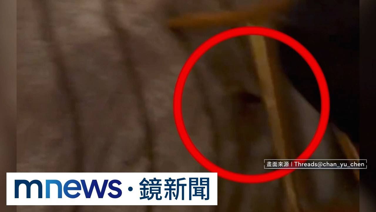 老鼠闖入狂竄　用餐賓客驚慌尖叫　大直典華：深感抱歉｜#鏡新聞