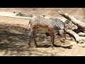 Baby Grevy's Zebra LA Zoo Los Angeles California June 15, 2026 85 Degrees Summer Conservation