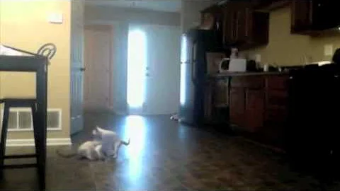 Watch the video about Siamese cats get chased by catzilla