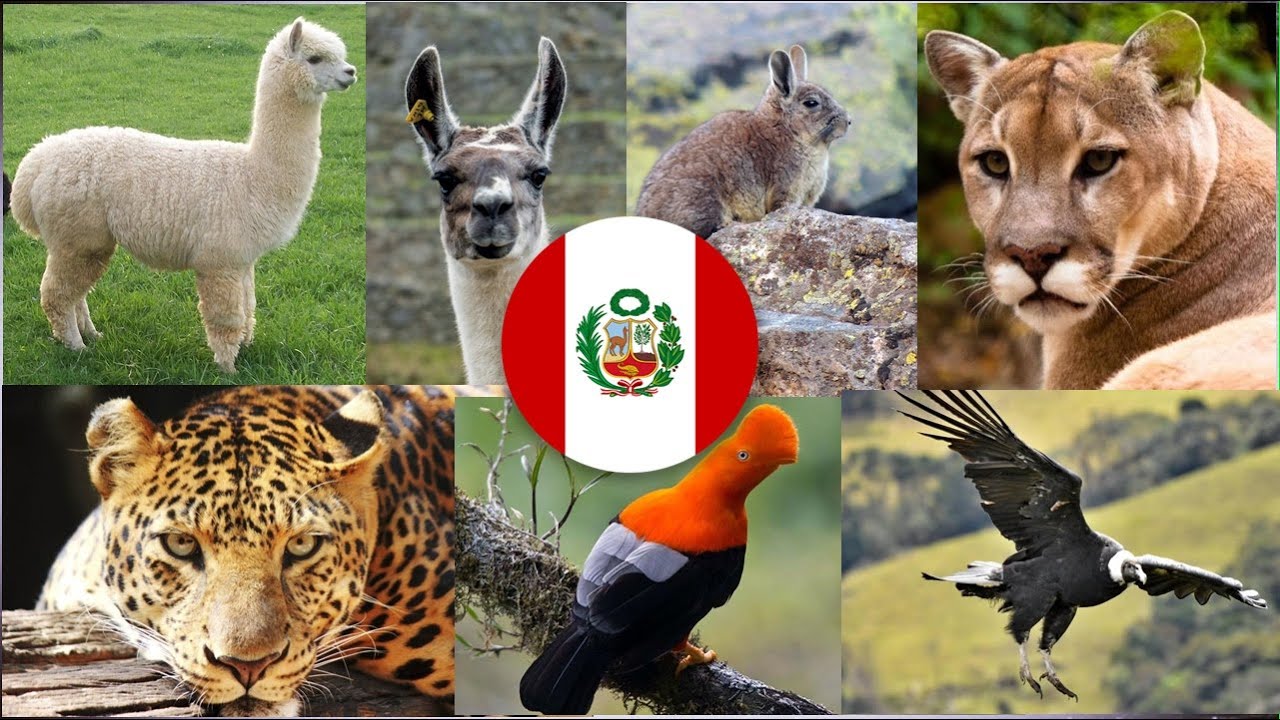 20 animales nativos más comunes del Perú| Primera Parte - YouTube