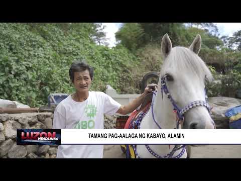 Video: Anong uri ng lakad ng kabayo ang maaaring maging?