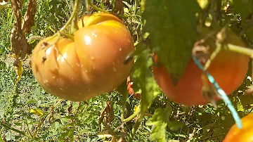 Soll man Tomaten mit Backpulver Gießen?