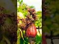 Konkan konkani cashew cashewfruit cashewnut feni village fruit harvest harvesting viral