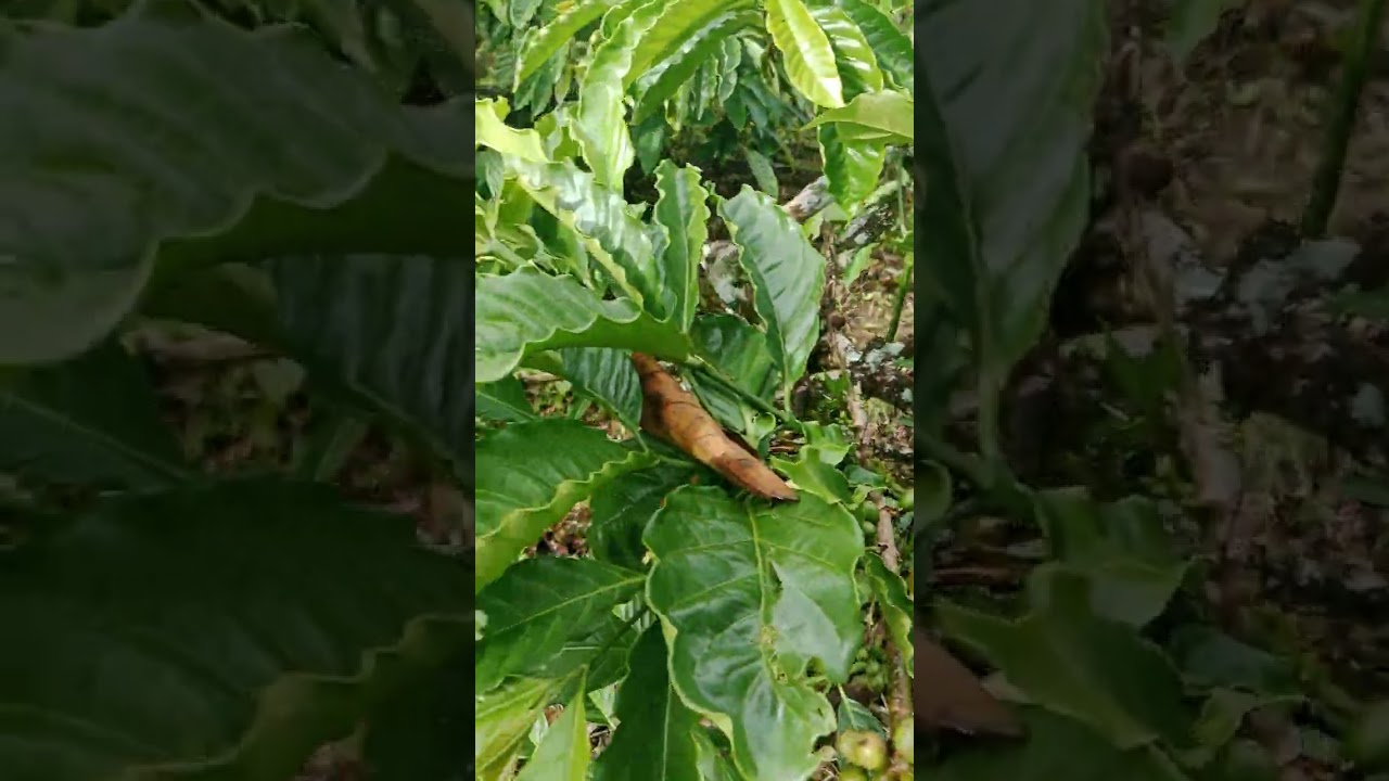 Tugu sari pecah dompol