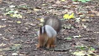 dragon squirrel